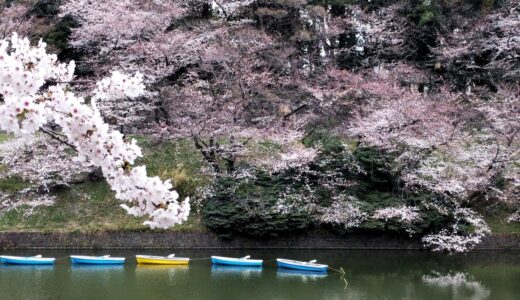 【行動記録メモ】2019年3月29日の訪問＆鑑賞まとめ：桜の花見と今昔日本のエロ同人誌！