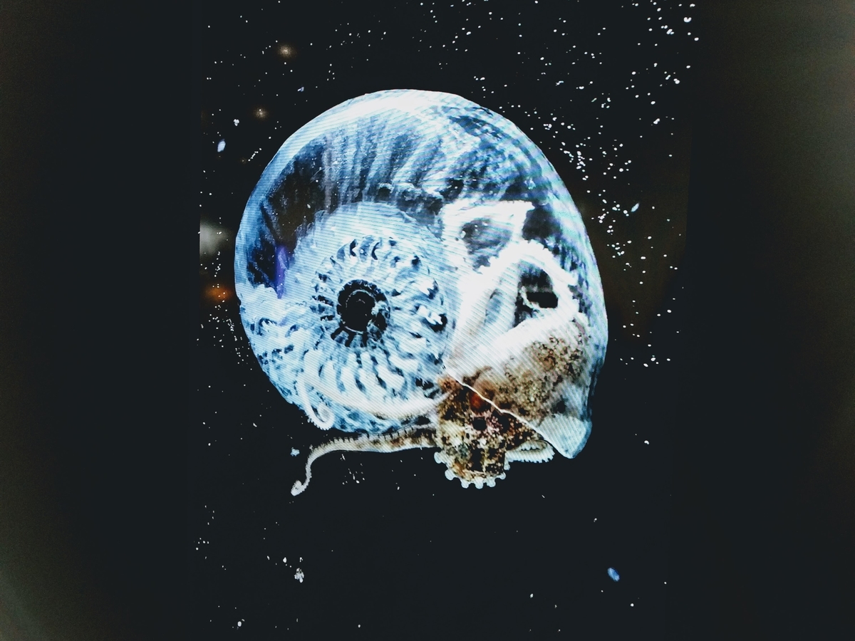 蛸に復元したアンモナイトの殻を与えた作品。「進化への考察」by AKI INOMATA